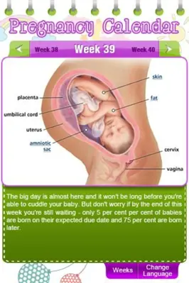 Pregnancy Calendar android App screenshot 0